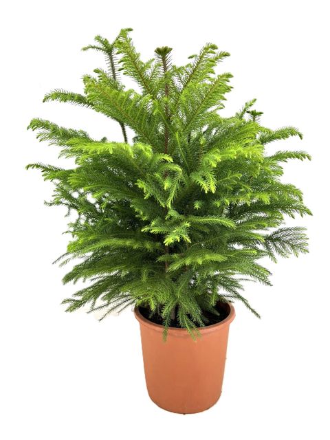 Araucaria heterophylla