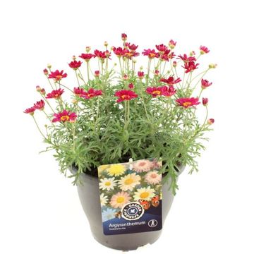 Argyranthemum frutescens MOLIMBA MAGGY ROSE