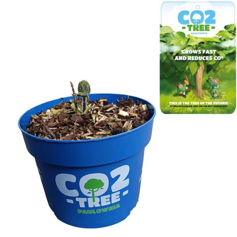 Paulownia elongata 'Futuro'