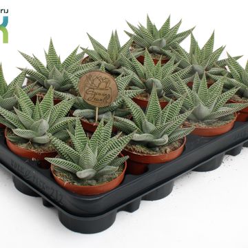 Haworthia limifolia SPIDER WHITE