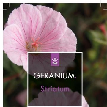 Geranium sanguineum striatum