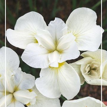 Iris sibirica WHITE