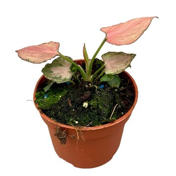 Syngonium 'Pink Perfection'