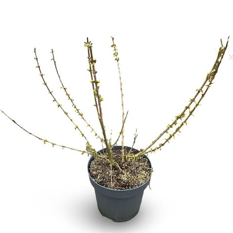 Forsythia 'Goldrausch'