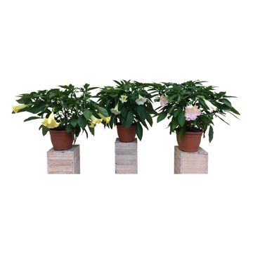 Brugmansia MIX