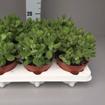 Cotyledon ladismithiensis