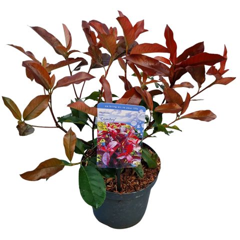 Photinia x fraseri 'Camilvy'