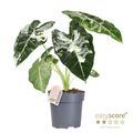 Alocasia micholitziana 'Frydek Variegata'