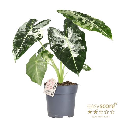 Alocasia micholitziana 'Frydek Variegata'