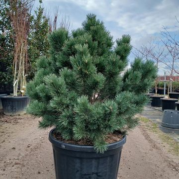 Pinus sylvestris 'Watereri'