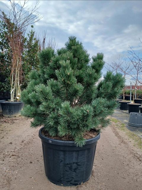 Pinus sylvestris 'Watereri'