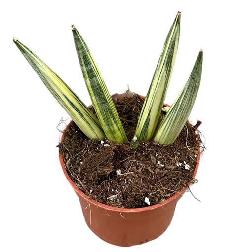 Sansevieria 'Boncel Variegata'