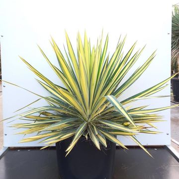 Yucca filamentosa 'Color Guard'