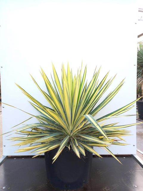 Yucca filamentosa 'Color Guard'