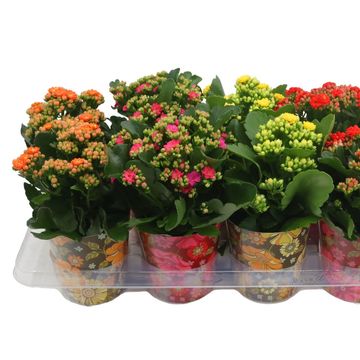 Kalanchoe blossfeldiana CALANDIVA MIX