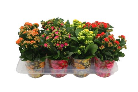 Kalanchoe blossfeldiana CALANDIVA MIX