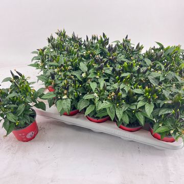 Capsicum annuum 'Salsa Red'