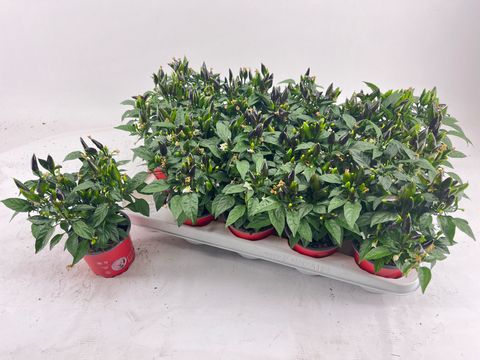 Capsicum annuum 'Salsa Red'