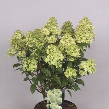 Hydrangea paniculata MAGICAL CANDLE