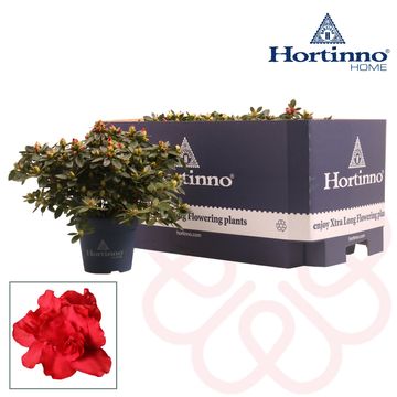 Rhododendron HORTINNO YANKADI SCARLATA