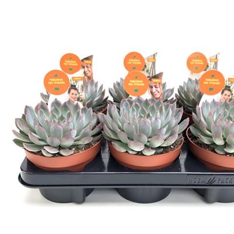 Echeveria 'Pink Edge' — Grossiste en Plantes FlorAccess