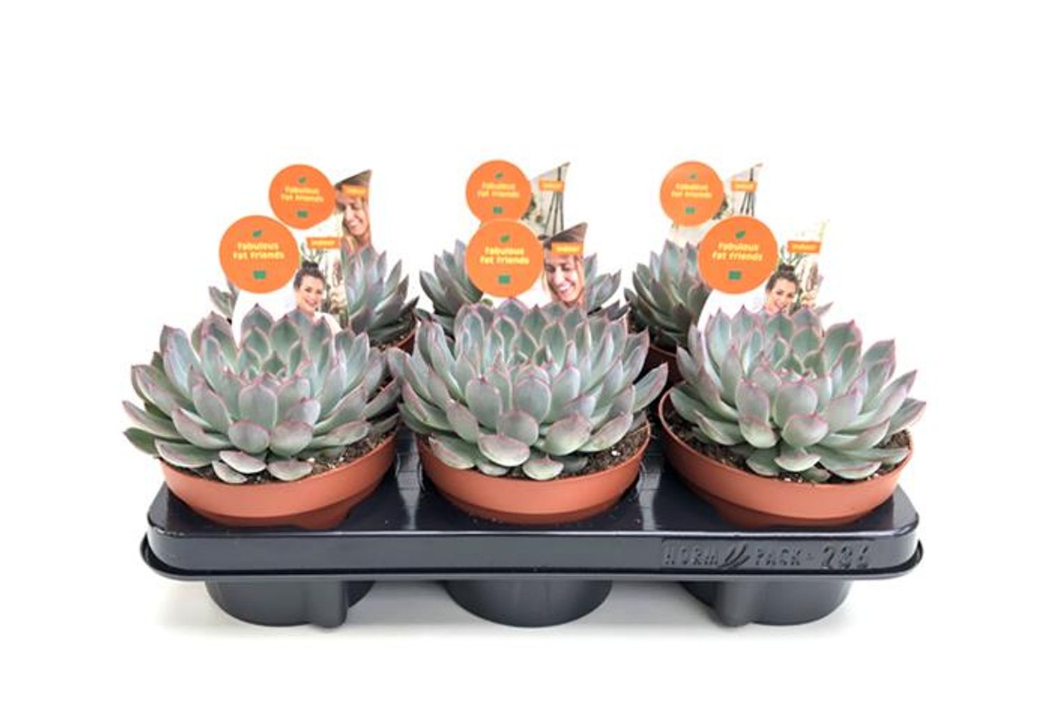 Echeveria 'Pink Edge' — Рослини оптом FlorAccess