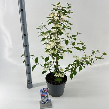 Viburnum plicatum KILIMANDJARO SUNRISE