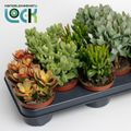 Crassula MIX