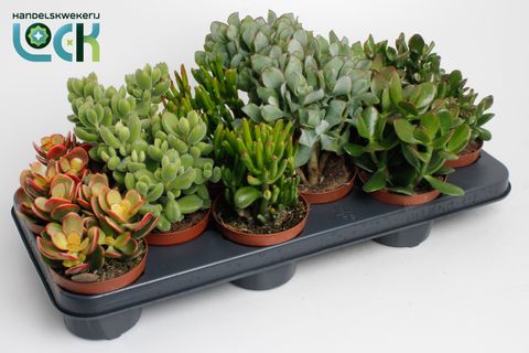 Crassula MIX