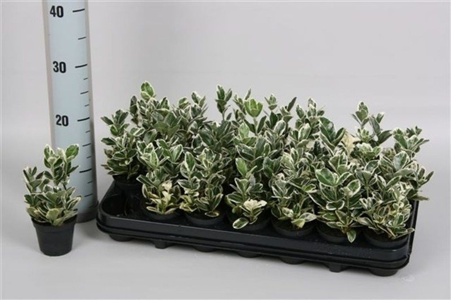 Euonymus japonicus 'Kathy' — Plant Wholesale FlorAccess