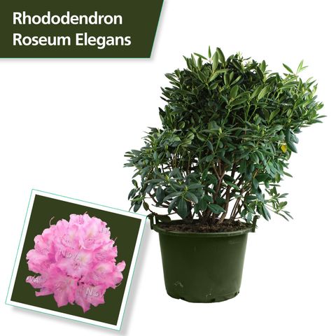 Rhododendron 'Розеум Элеганс'