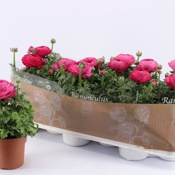 Ranunculus asiaticus 'Sprinkles Pink'