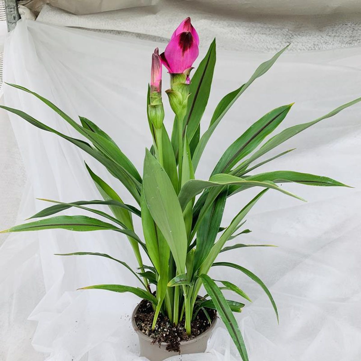 Curcuma Alismatifolia — Рослини оптом Floraccess 8886