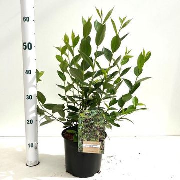 Aronia melanocarpa 'Hugin'