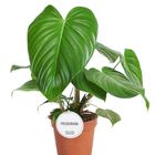 Philodendron grandipes