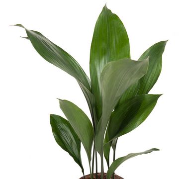 Aspidistra elatior