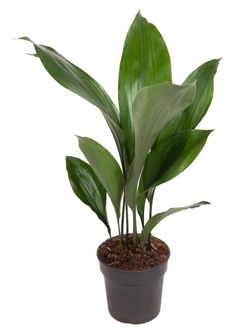 Aspidistra elatior