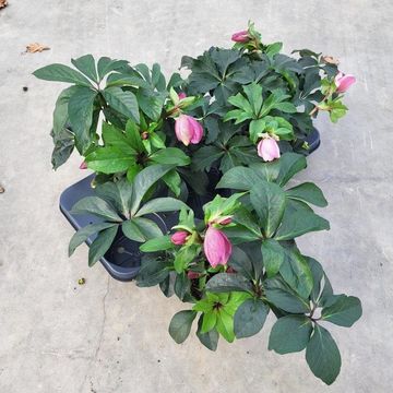 Helleborus 'Winter Colour 12'