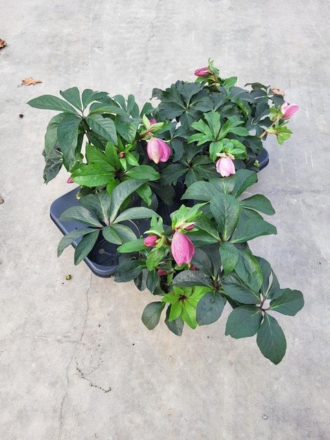 Helleborus 'Winter Colour 12'
