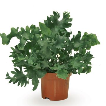 Phlebodium aureum DAVANA