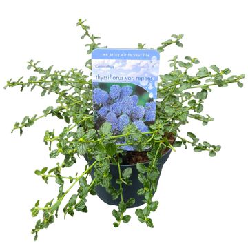 Ceanothus thyrsiflorus repens