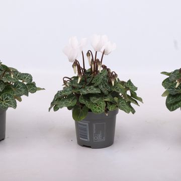 Cyclamen SUPER SERIE VERANO PURE WHITE