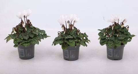 Cyclamen SUPER SERIE VERANO PURE WHITE