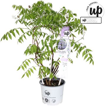 Wisteria frutescens 'Amethyst Falls'