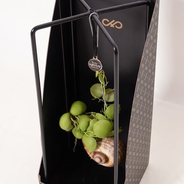 Dischidia nummularia