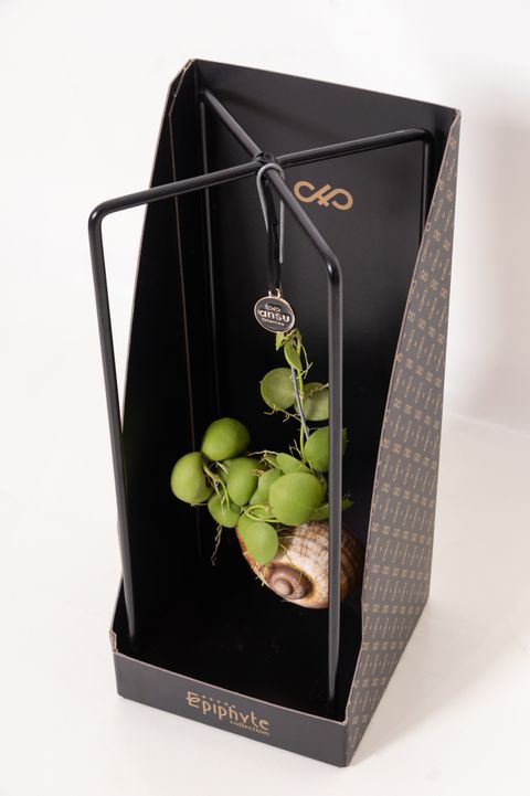 Dischidia nummularia