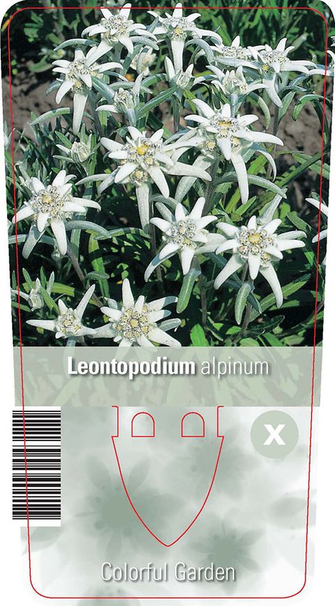 Leontopodium alpinum