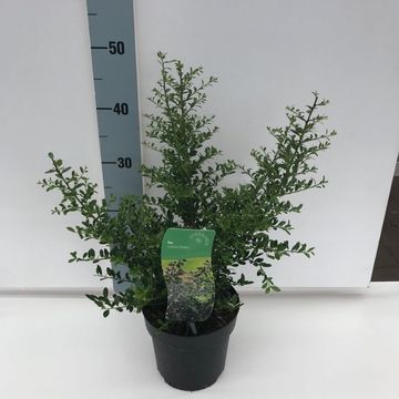 Ilex crenata 'Stokes'