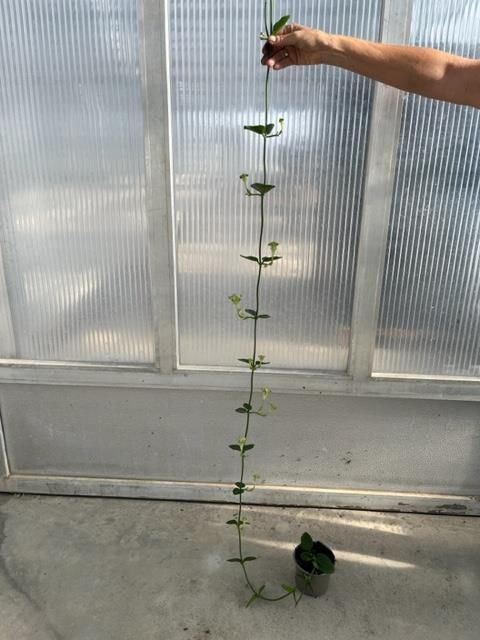 Ceropegia sandersonii