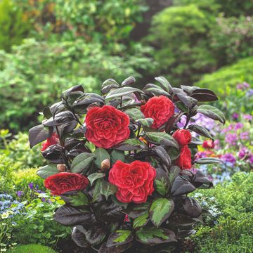 Camellia japonica FEMME FATALE